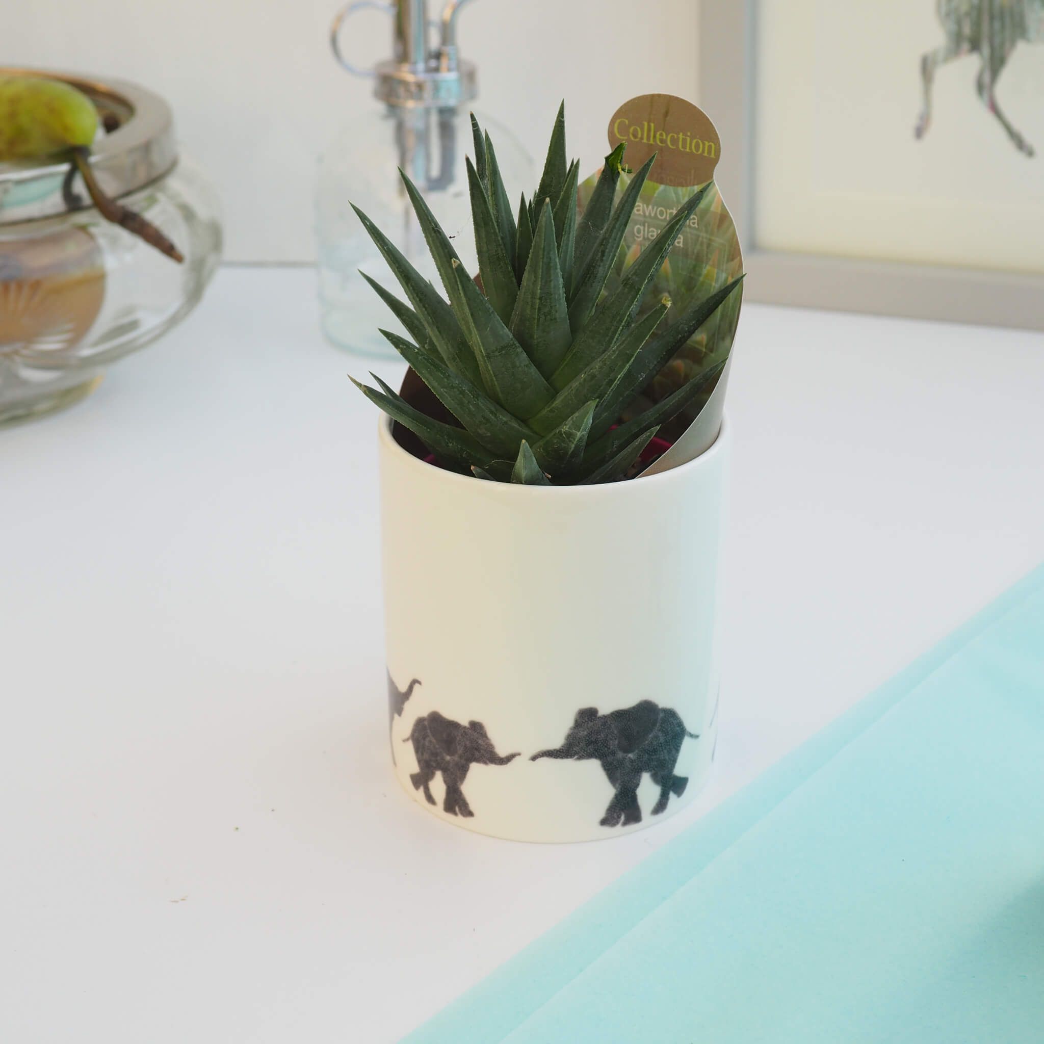 Ele Parade Plant in Pot with Plant Wrapper