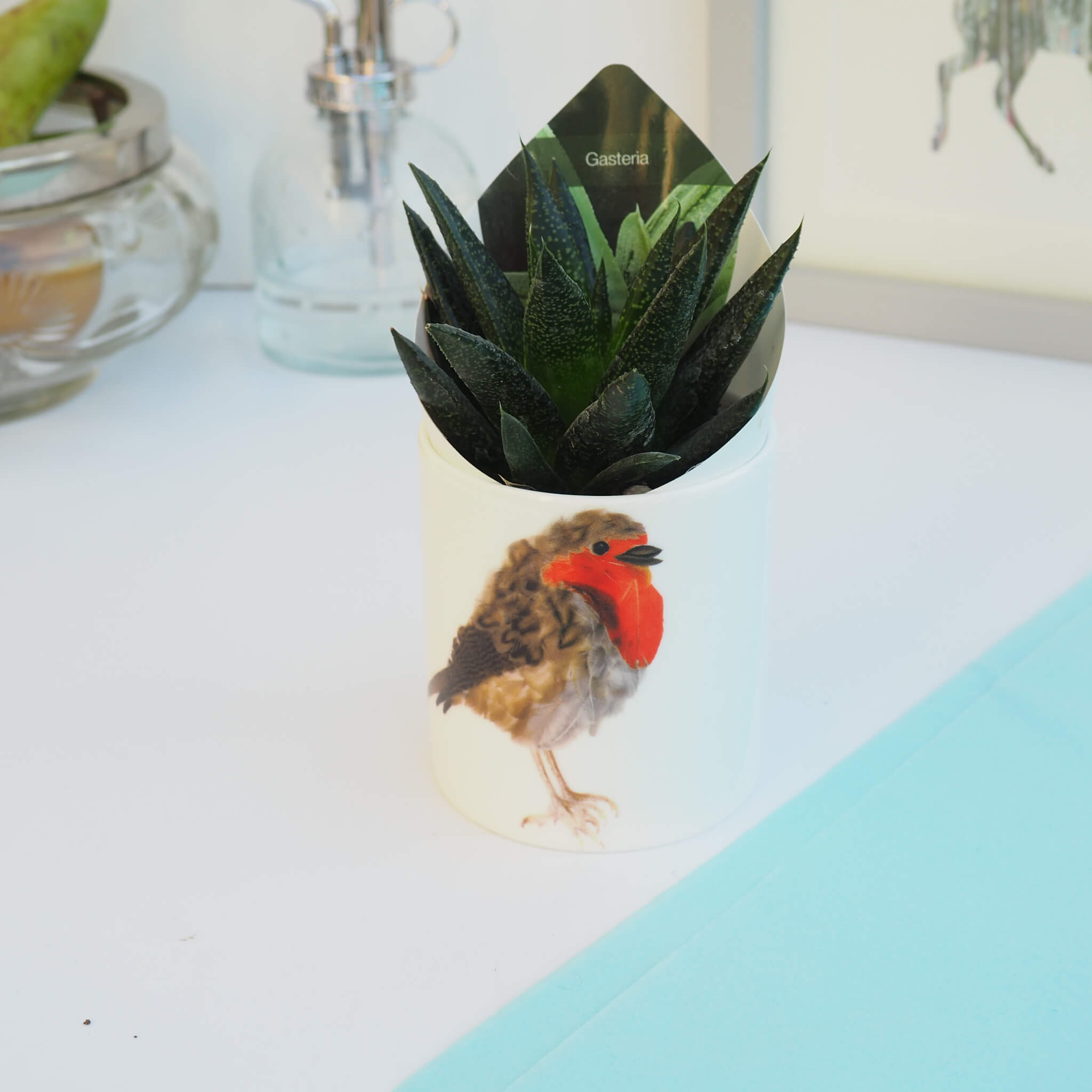 Ceramic Pot with Cactus Plant Robin