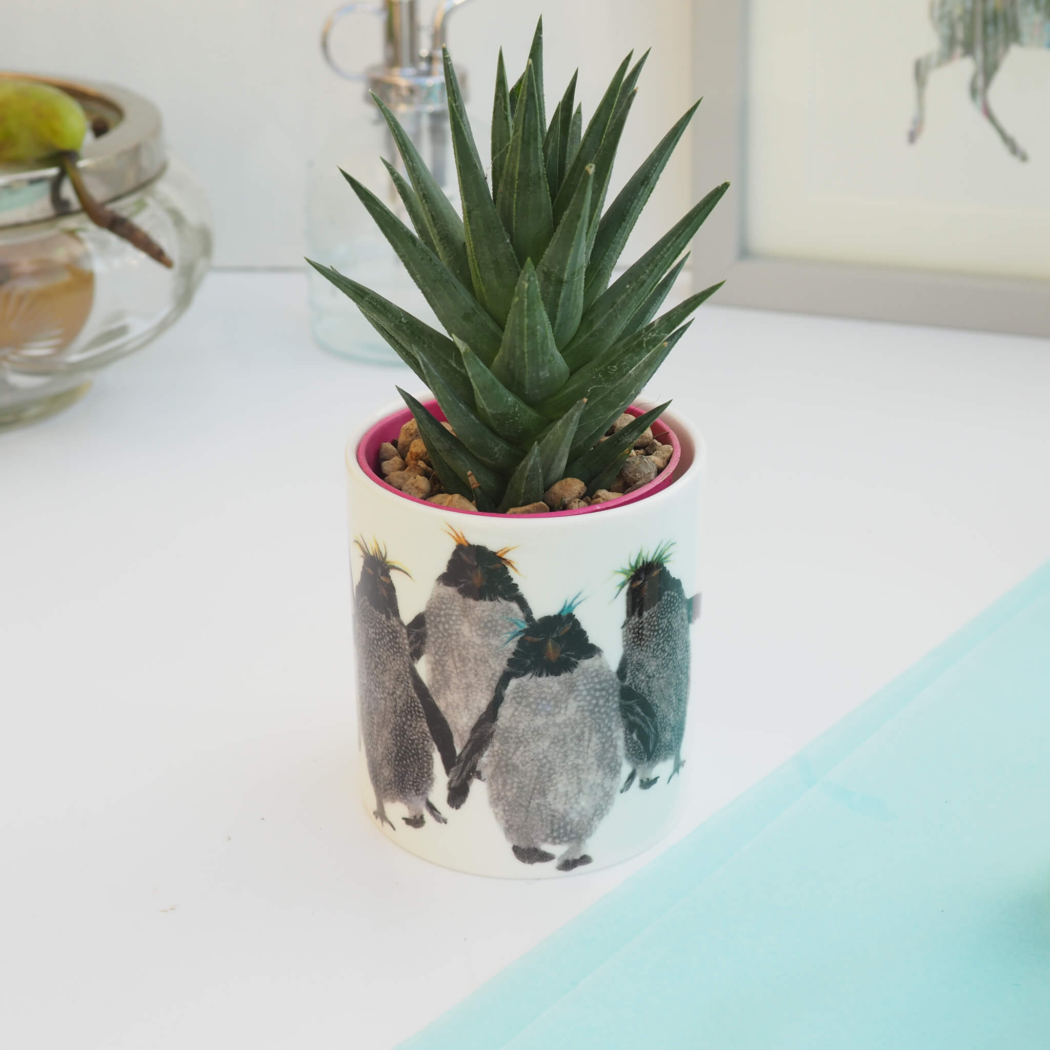 With Cactus plant