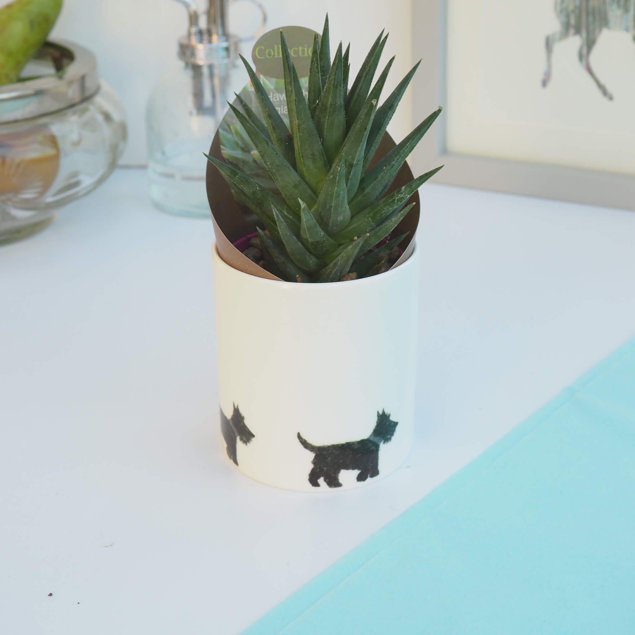 Scotiie with plant in wrap