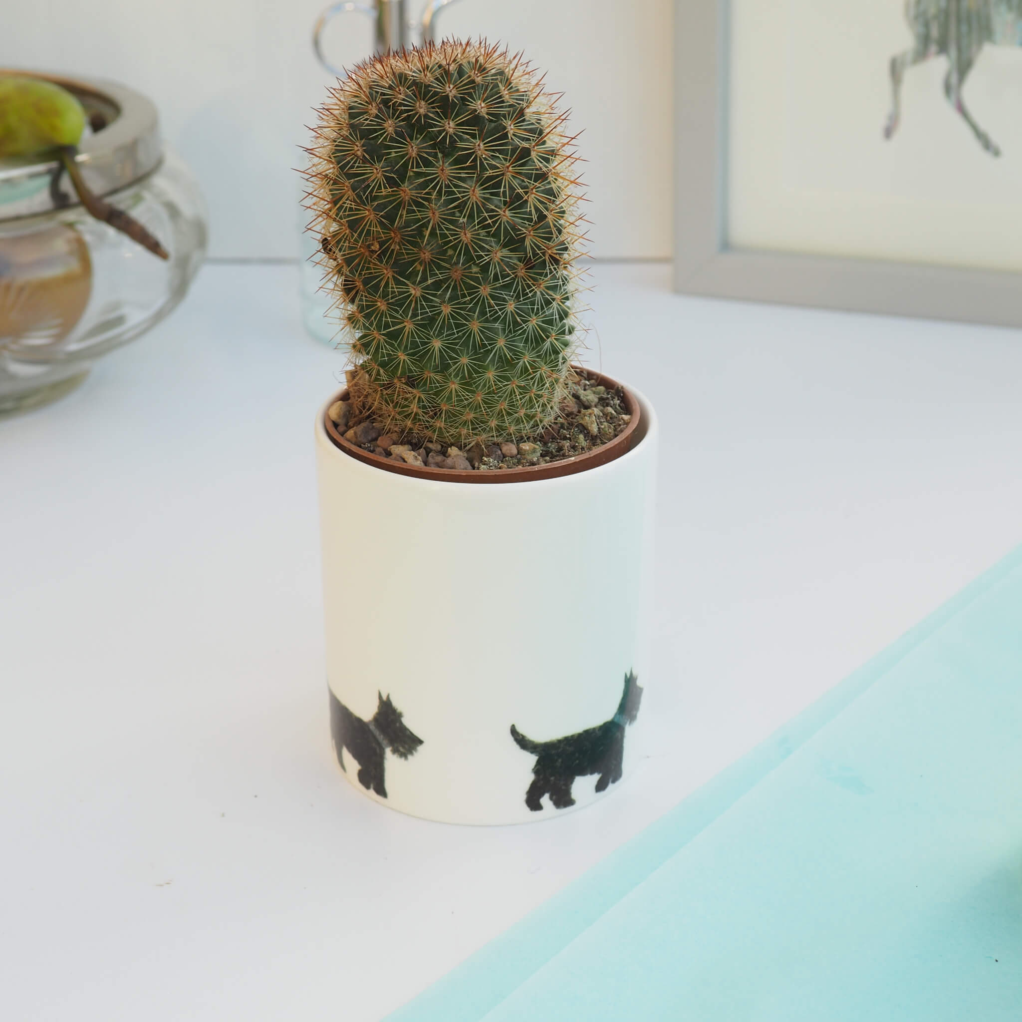 Ceramic Pot with Cactus Plant Scottie Dogs
