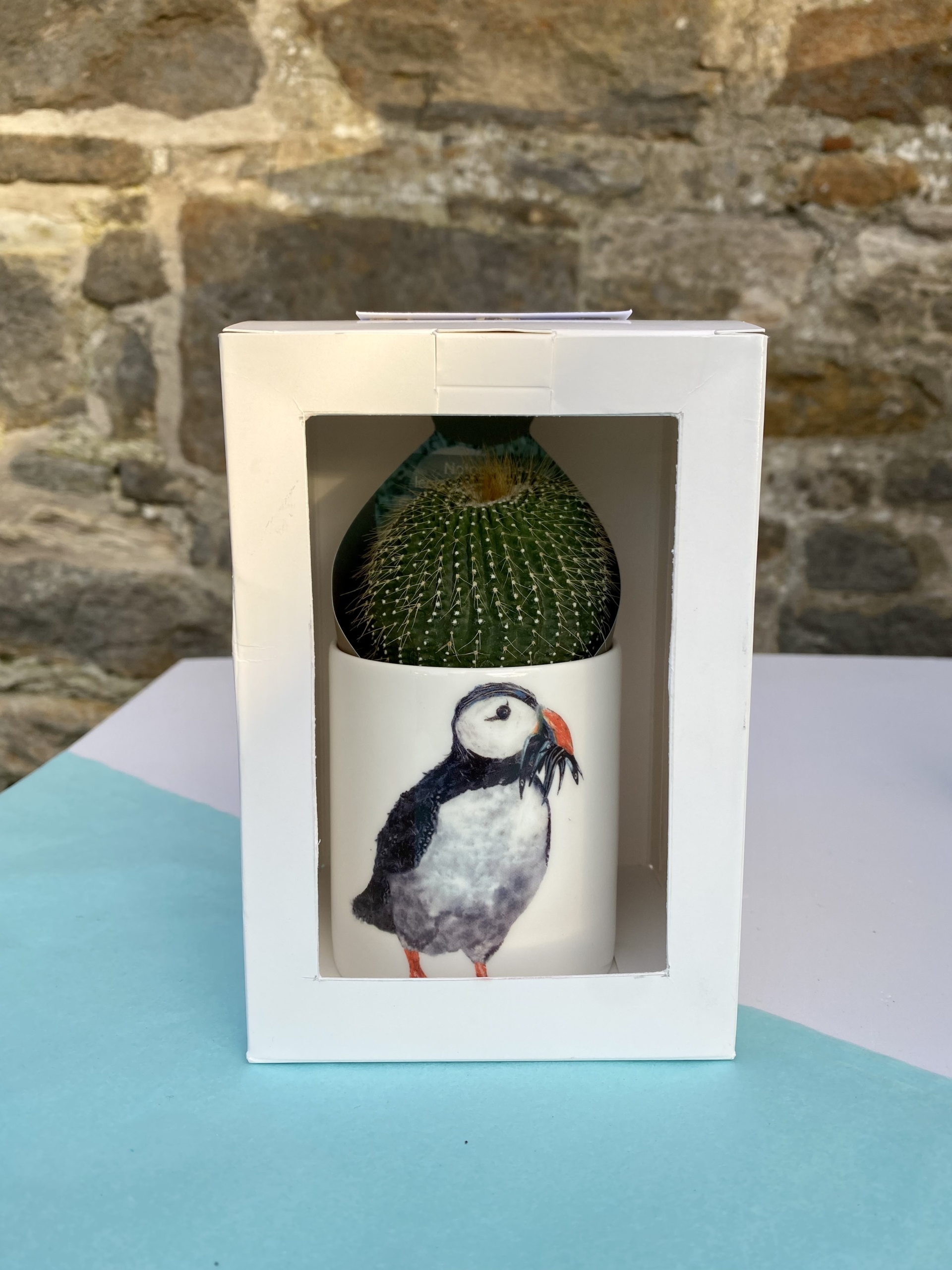 Ceramic Pot with Cactus Plant Puffin
